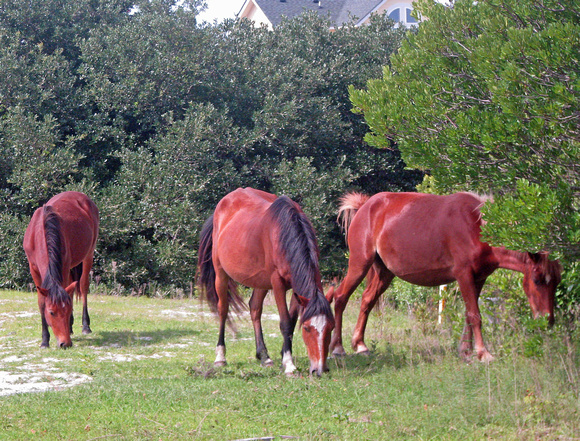 Wild Horses of Corolla