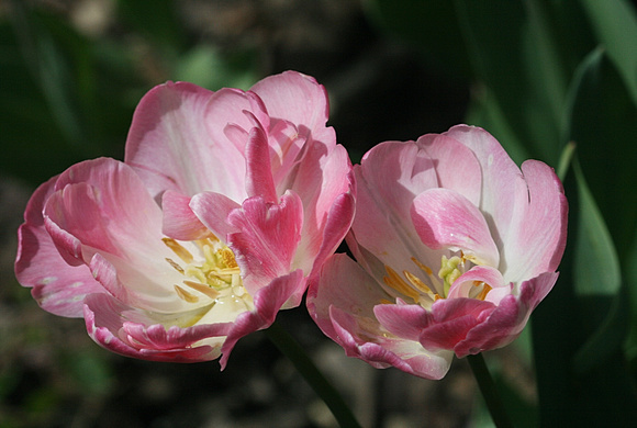 Tulip Twins: April 25