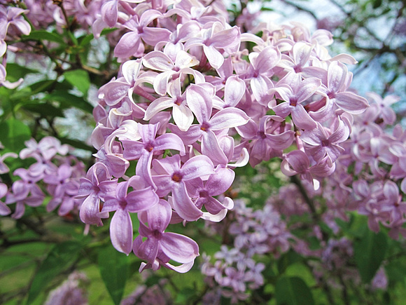 Lilacs: April 27