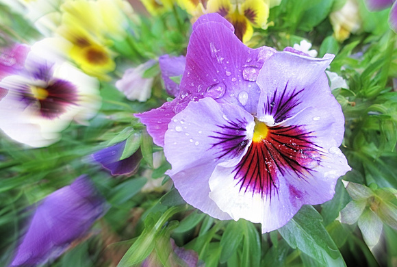 Zooming in on Pansies: May 11