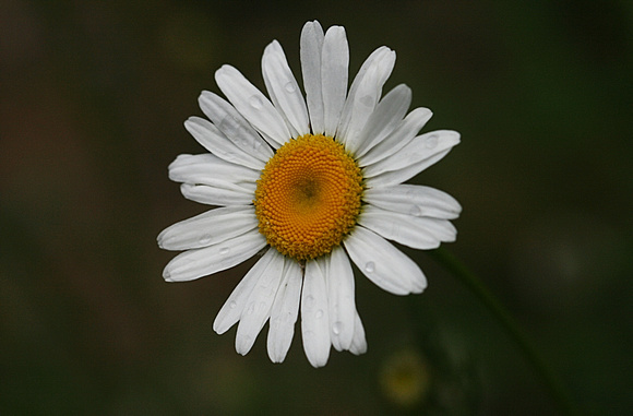 Our Daisy: June 15