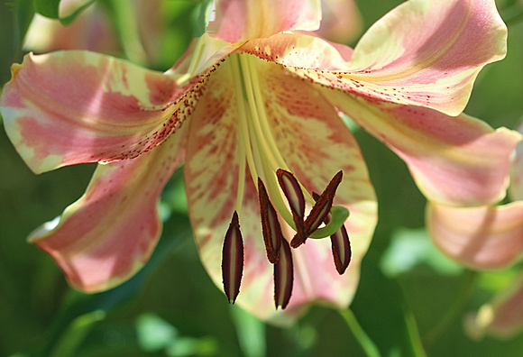 Peach of a Lily: July 7