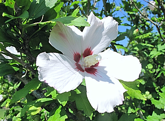 White Rose: July 18
