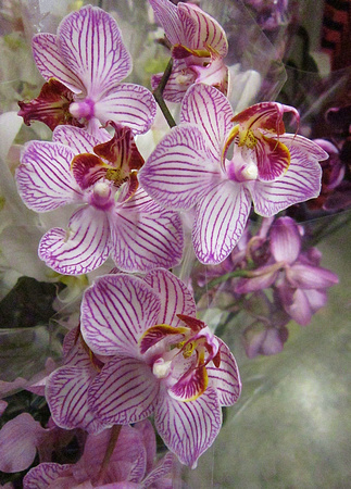 Orchids: April 4