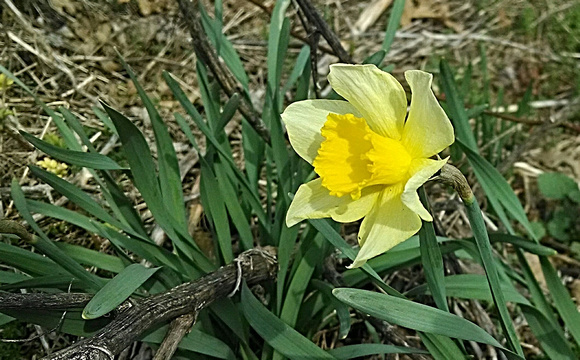 Wild About Daffodils: April 14