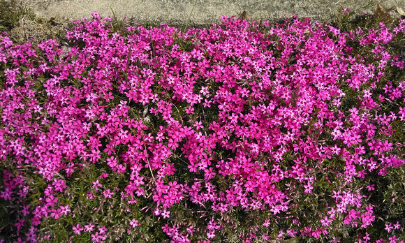 Neighboring Blooms: April 23