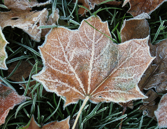 Frosty Leaves: Nov. 11