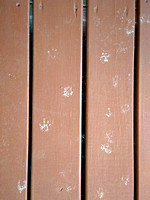 Pawprints: Dec. 10