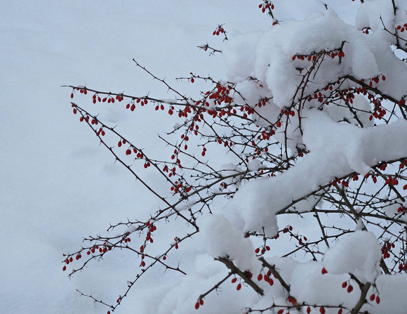 Snowberries: Dec. 6