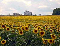 Acres of Sunflowers