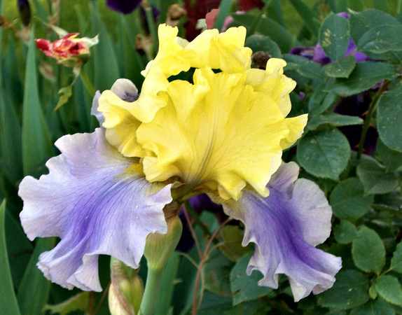 Two-Toned Iris: May 27