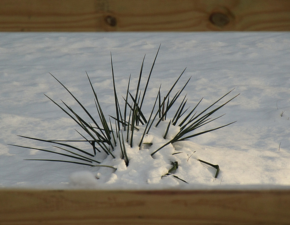 Yucca in Snow: Jan. 3