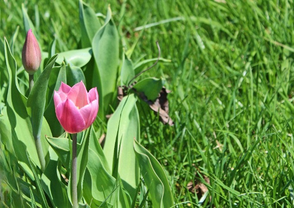 First Tulip: April 23
