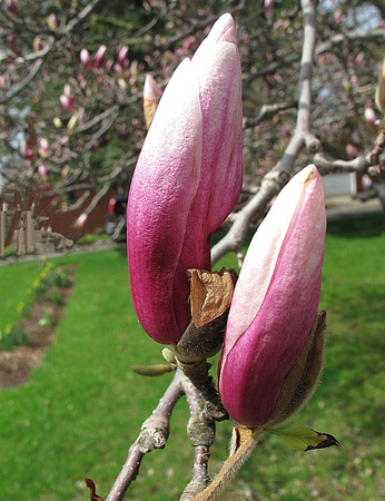 Magnolias in Waiting: April 23