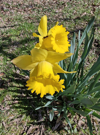 Daffies and Friend: April 12