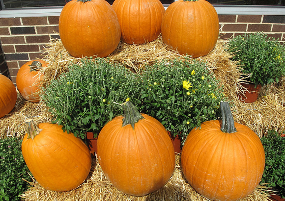 Pumpkins and Mumpkins: Sept. 7