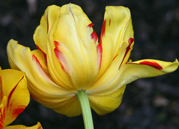 Tulip Treasure: April 24