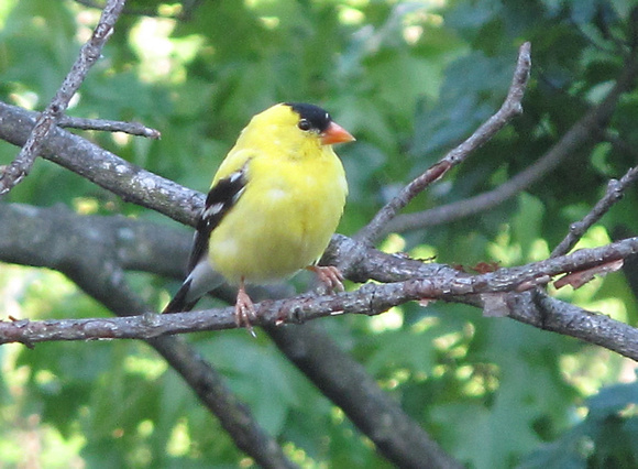 Our Goldfinch: June 4