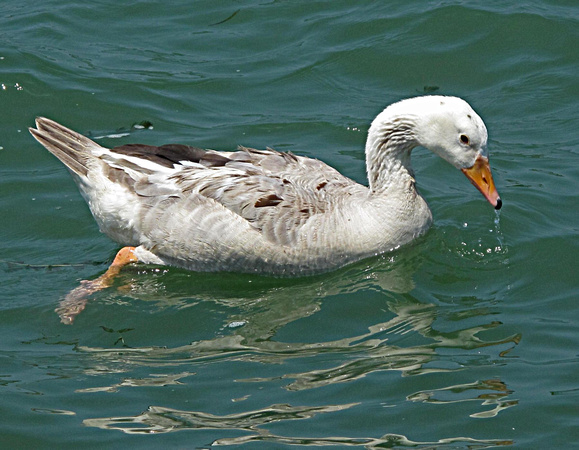 Conneaut Duck: June 25