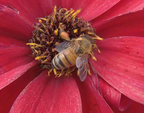 Mill Creek Bee: Aug. 28