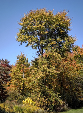 State of the Trees: Oct. 10
