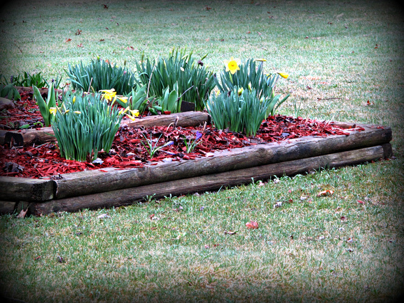 First Daffodils: April 8