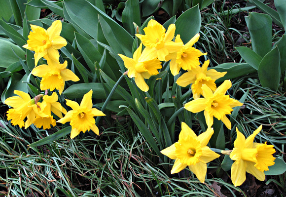 Daffodils: April 10