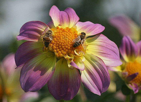 2 Bee or Not 2 Bee: Sept. 8