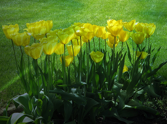 Mellow Yellows: May 2