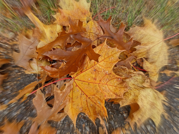Leaf Zoomies: Oct. 25