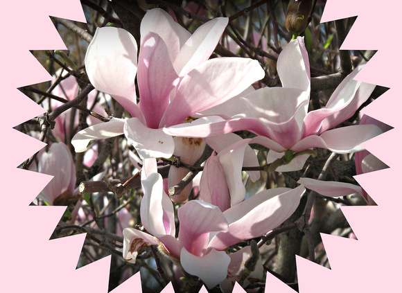 Jazzy Magnolias: May 4