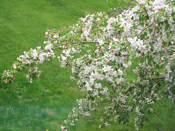 Full Bloom: May 5