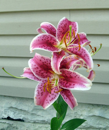 Pink Lilies: July 19