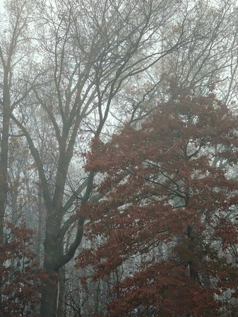 Foggy Morn: Nov. 2