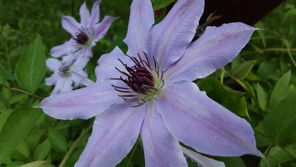 Clematis Blooms: May 18