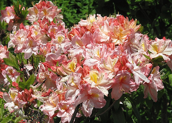 Peach Rhododendrons: May 22