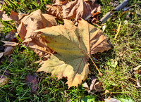 Big Leaf: Nov. 8