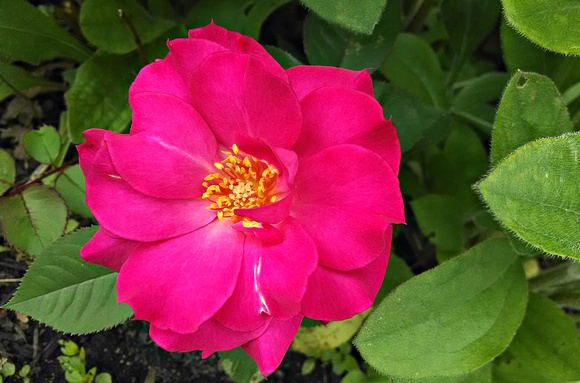 First Rose: May 30