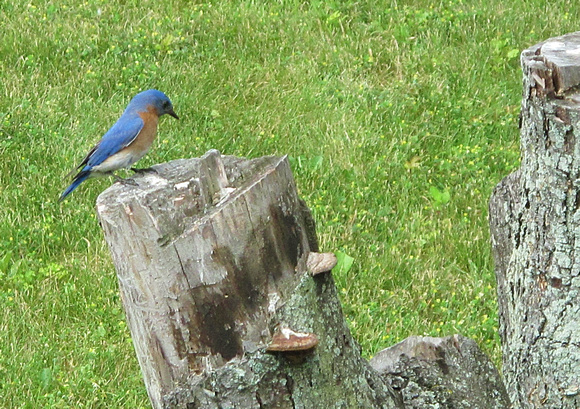 Bluebird Happy: June 8