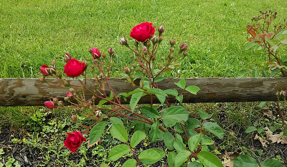 First Roses: June 9