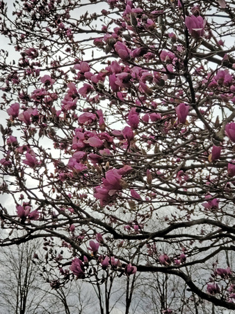 Magnolia Magnificence: April 19