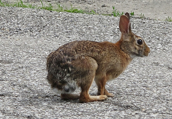 Scrawny Bunny: June 29