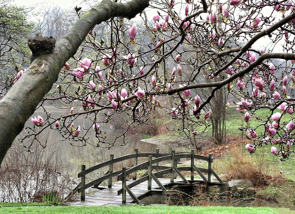 Magnificent Magnolias: April 24