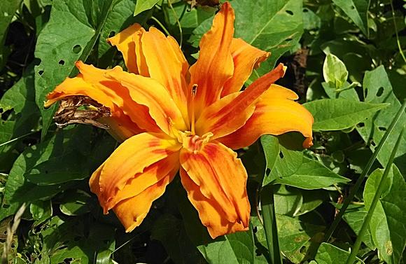 First Lily: July 21