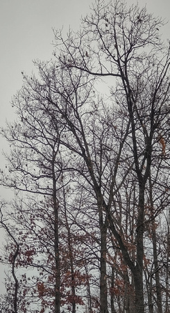 Foggy Trees: Dec. 19