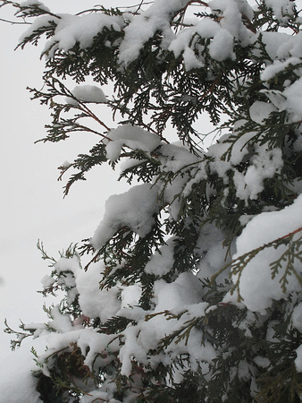 Snow on the Tree: Dec. 27