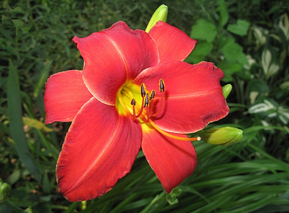 Our Lily: July 21