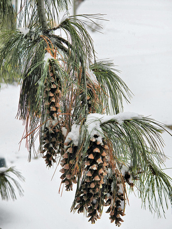 Snow Cones: Jan. 25