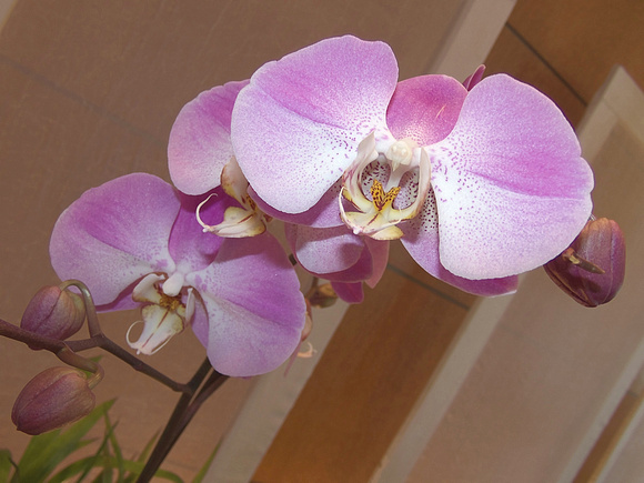 Orchids in the Park: Feb. 3
