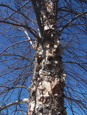 Peeling Tree: Feb. 9